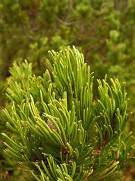 7228-pinus-mugo-golden-glow