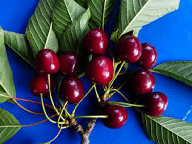 7294-prunus-a.-bruine-van-ordingen