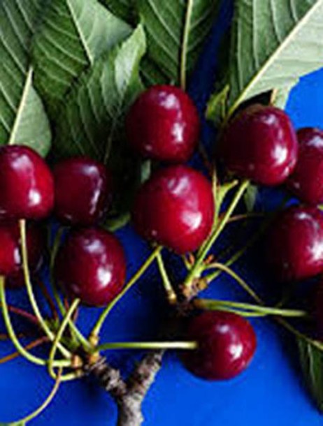 7295-prunus-a.-bruine-van-ordingen