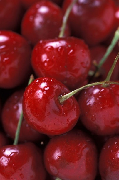 7303-prunus-a.-lapins