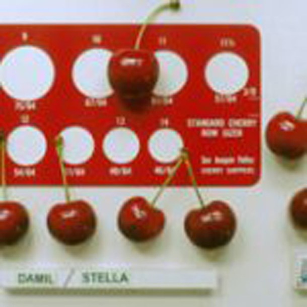 7306-Cerisier-Stella-Trad-RGF