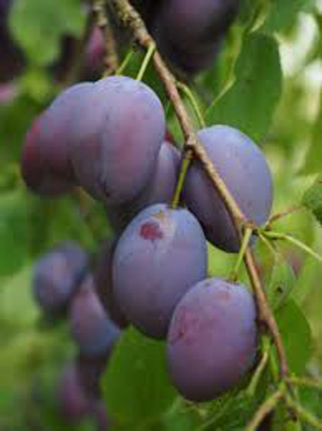 7345-prunus-d.-president