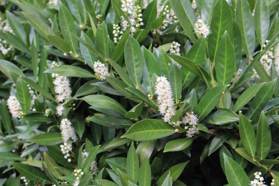 (c) Sebastian Rittau