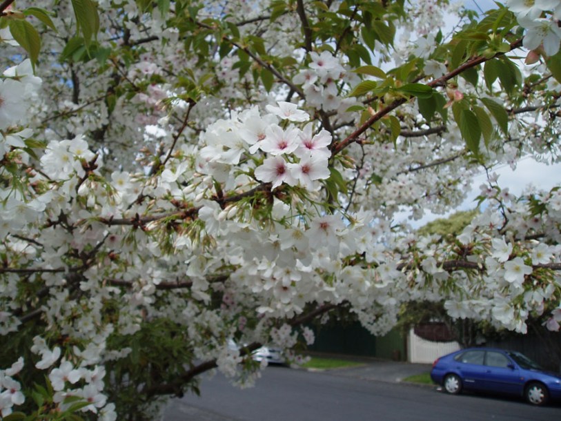 (c) AucklandMuseumCCBY