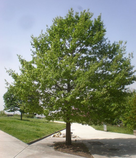 7445-Quercus_cerris_by-Consultaplantas