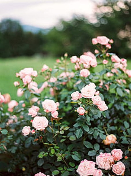 7531-rosa-(h)-clair-matin