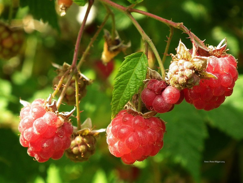 7598-rubus-idaeus-polka