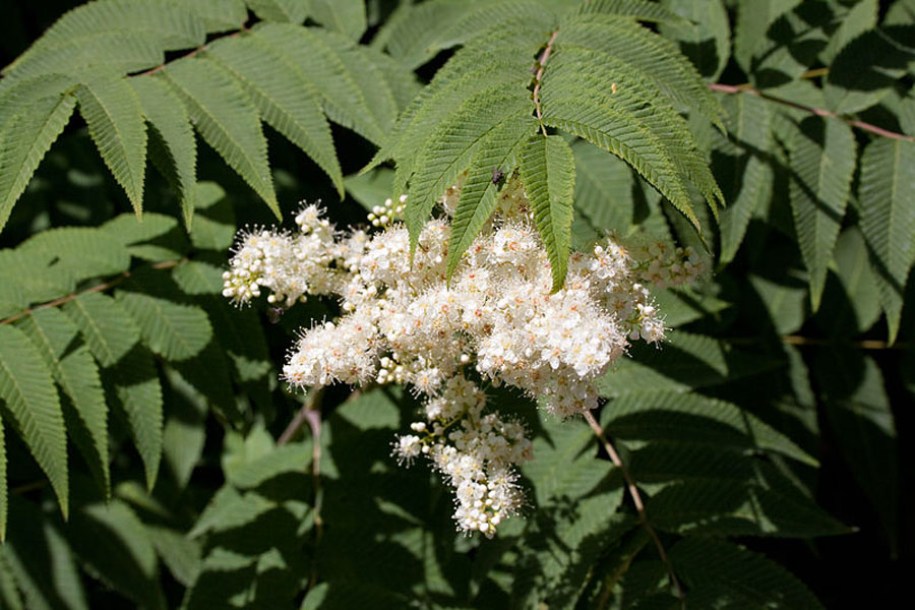 7678-Sorbaria_sorbifolia_by-Denis.prevot