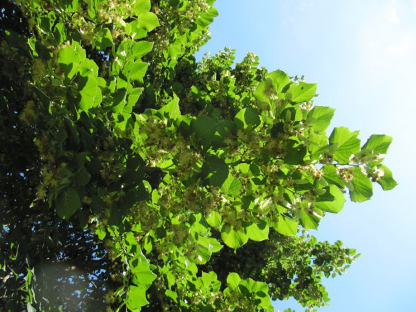 (c) Leonora (Ellie) Enking