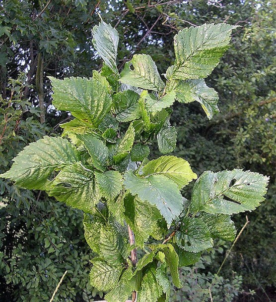 7801-ulmus-columella
