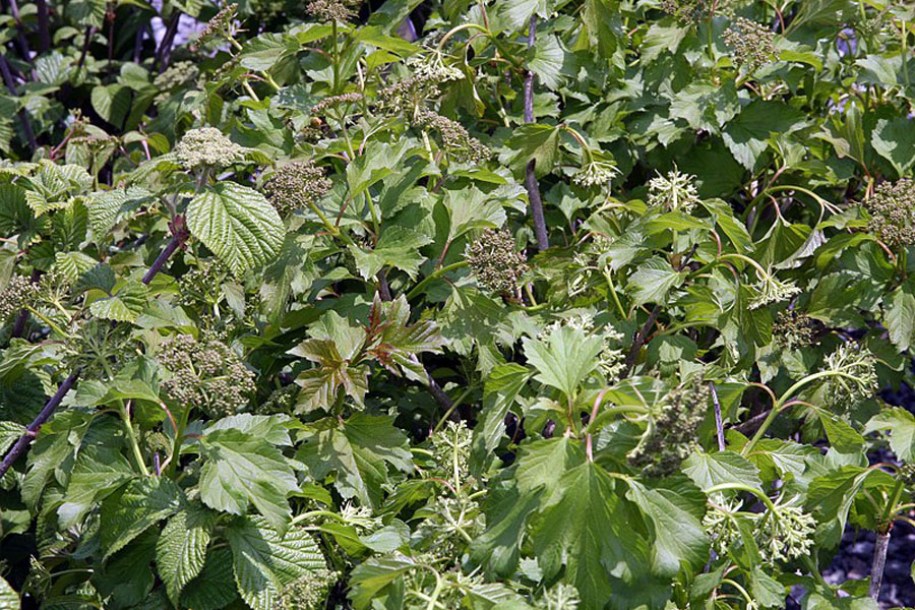 7832-Viburnum_opulus_Compactum_by-David-J.-Stang
