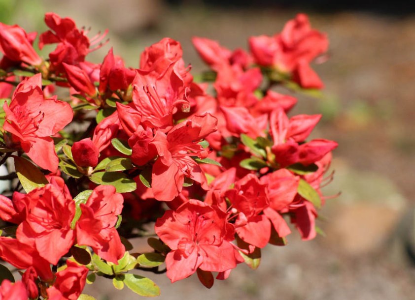 7901-azalea-signalgluhen