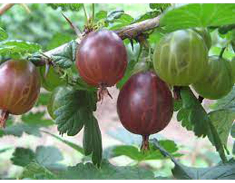 (c) arseniuredegallium