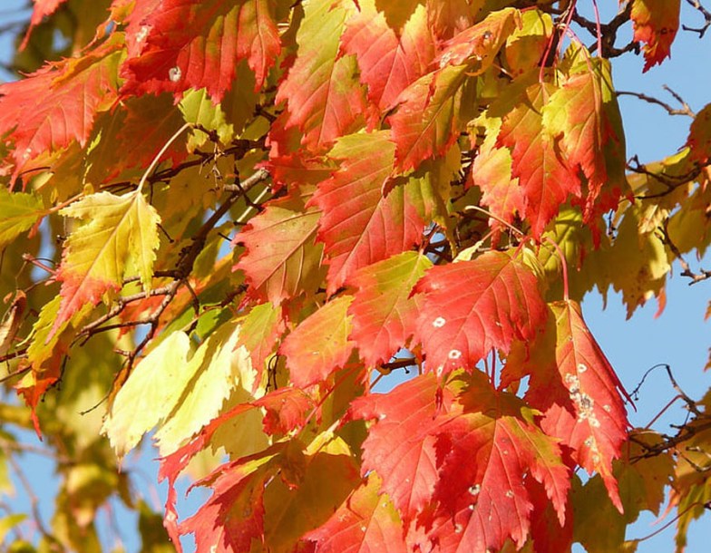 7980-acer-platanoides-emerald-queen