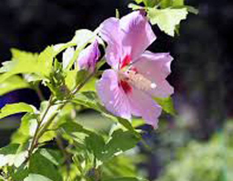 8041-hibiscus-siriacus