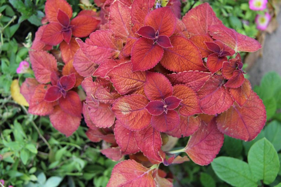 8046-hydrangea-rubby-slipper