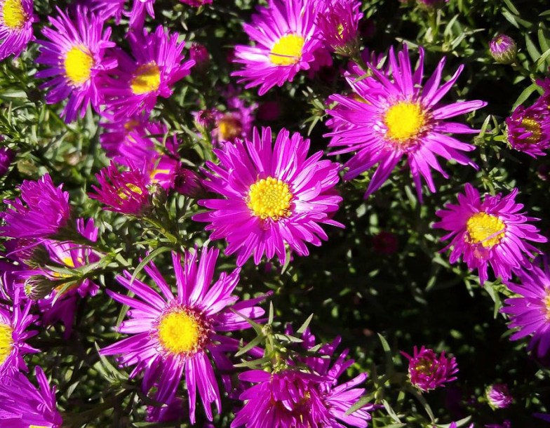 8093-aster-novae-a-septemberrubin