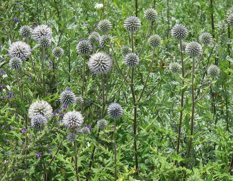 (c) robert flogaus faust