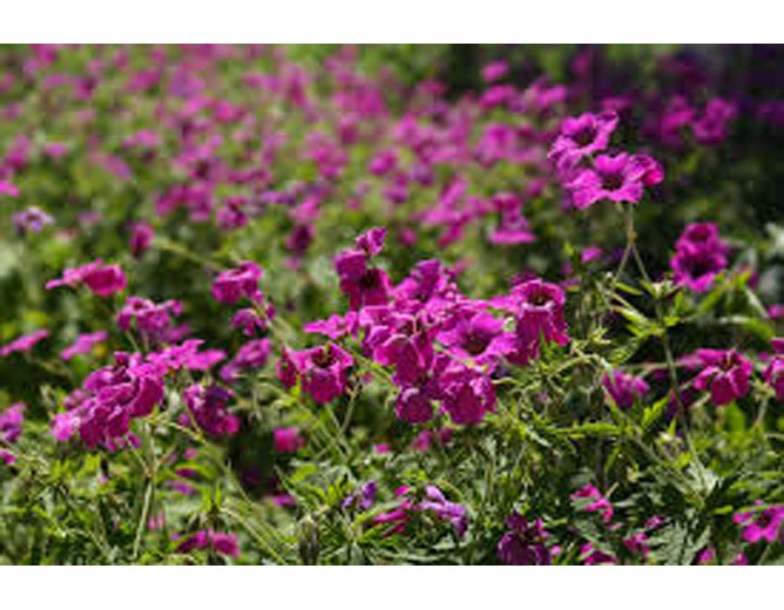 8185-geranium-hybr-sandrine