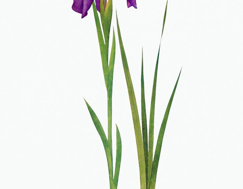 8267-iris-sib-sparkling-rose