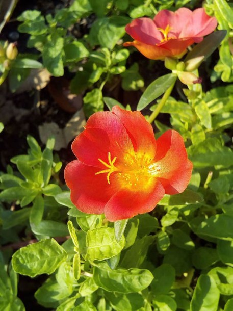 8377-helianthemum-henfield-brilliant