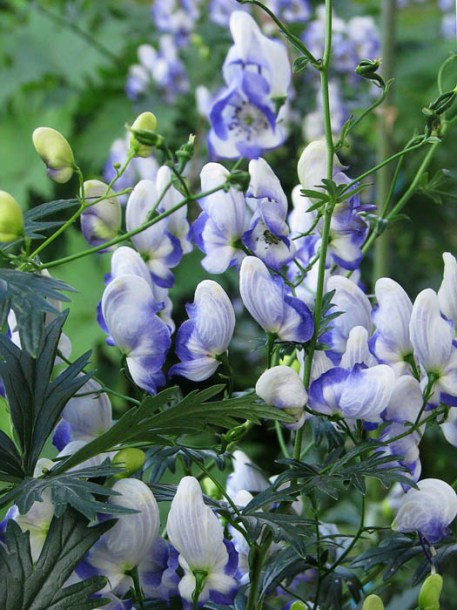 8437_aconitum_camm_bicolor