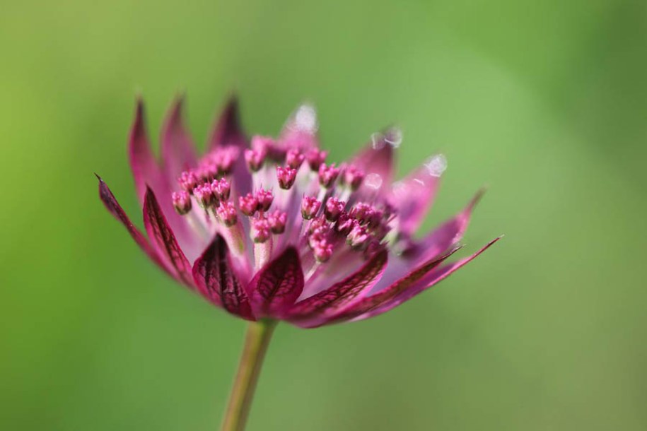 8525-astrantia-major-milano