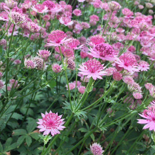 8526_astrantia_major_rosea