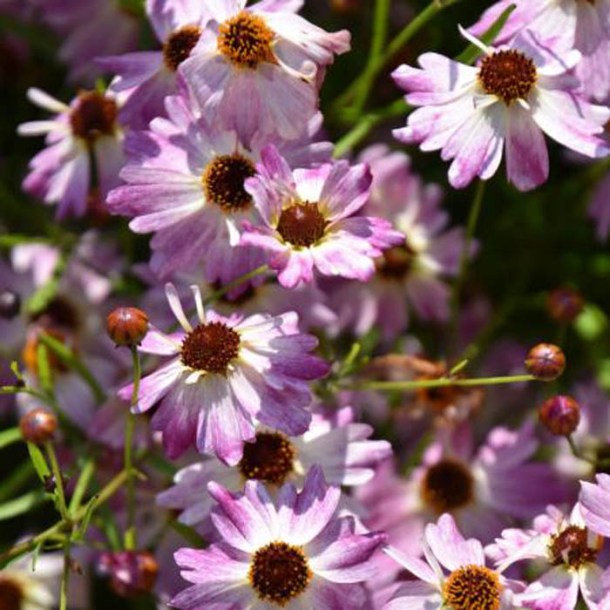 8597_coreopsis_vert_bloomstation_chameleon