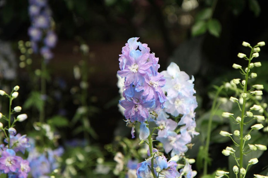 8609-delphinium-cha-cha