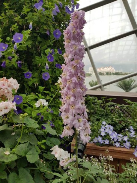 8610-delphinium-cinderella