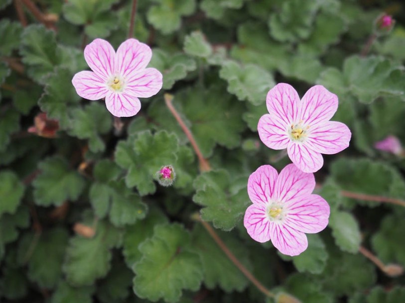 8662_erodium_variabile_flore_pleno