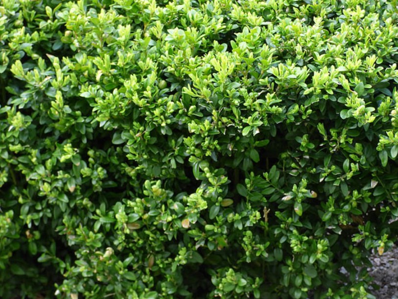8694-euonymus-green-spire