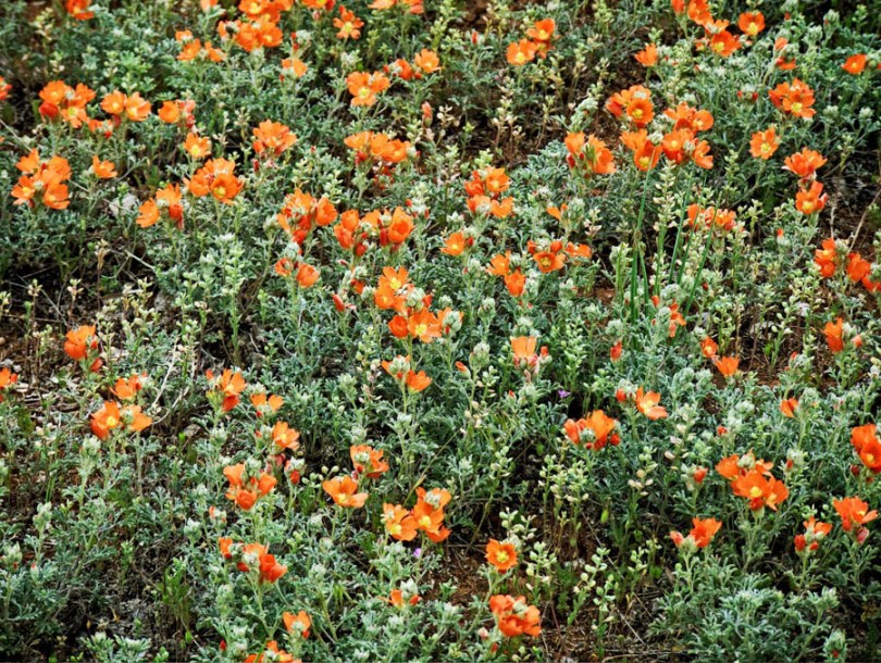 8702-helianthemum-orange-double