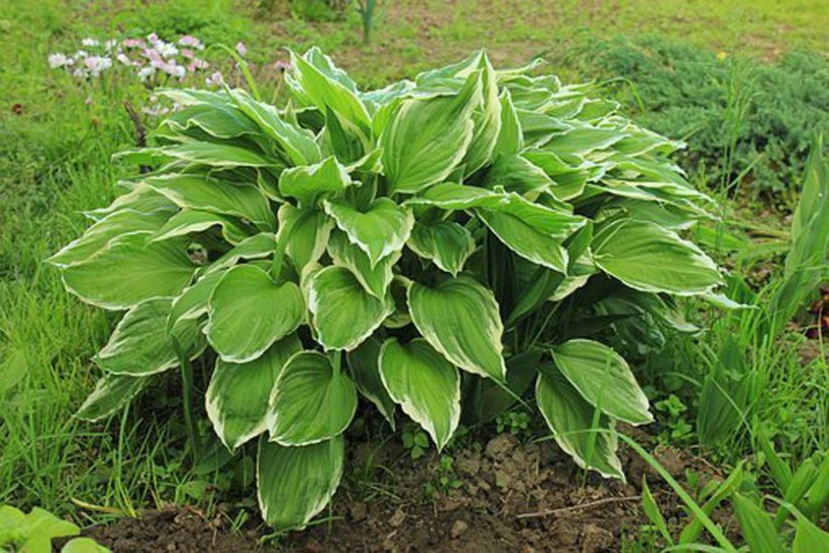 8765_hosta_moerheim