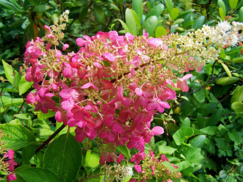 88-hydrangea-pink-diamond