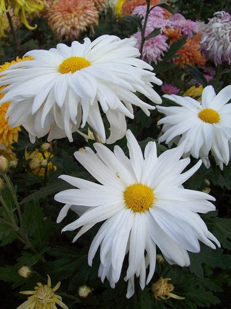 (c) bay area chrysanthemum society