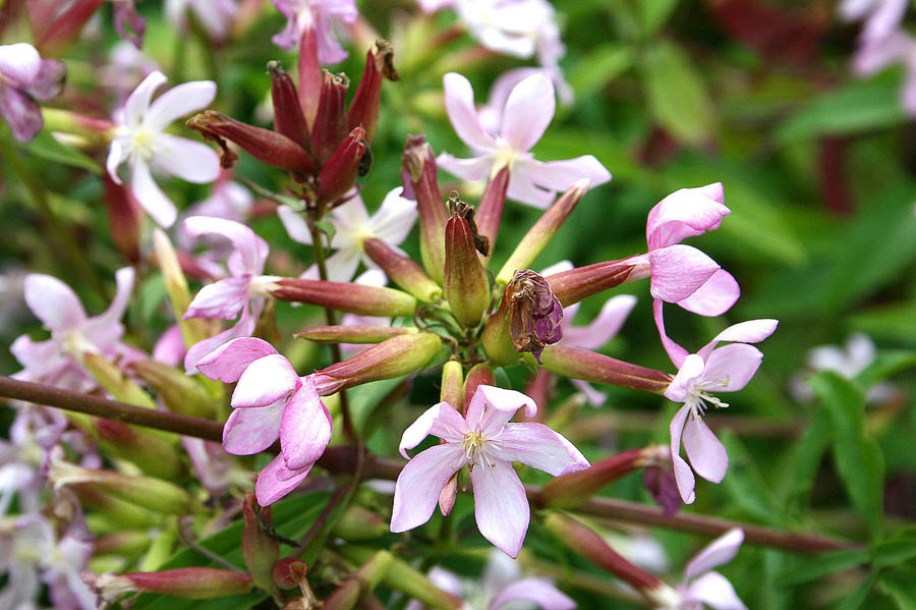 (c) jean pol grandmont