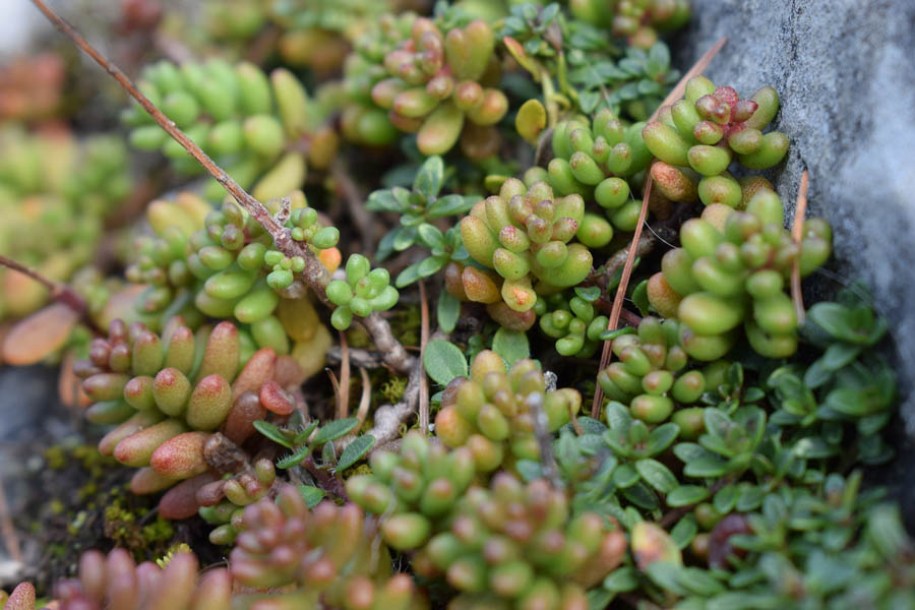 9028_sedum_album