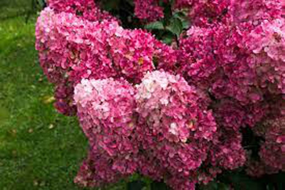 9121-hydrangea-pan-fraise-melba