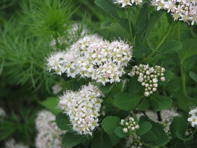 9142-spirea-betulifolia-tor