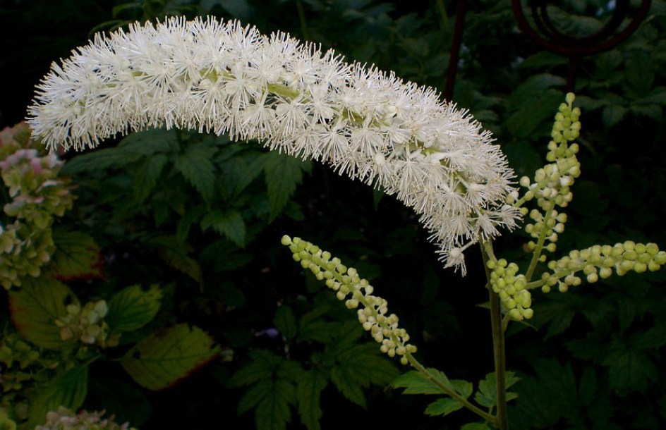 9153-actaea-simplex-queen-of-sheba