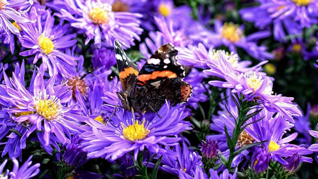 9168-aster-dumosus-samoa