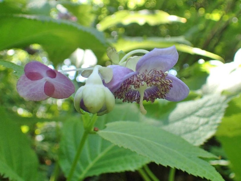 9187-deinanthe-blue-wonder