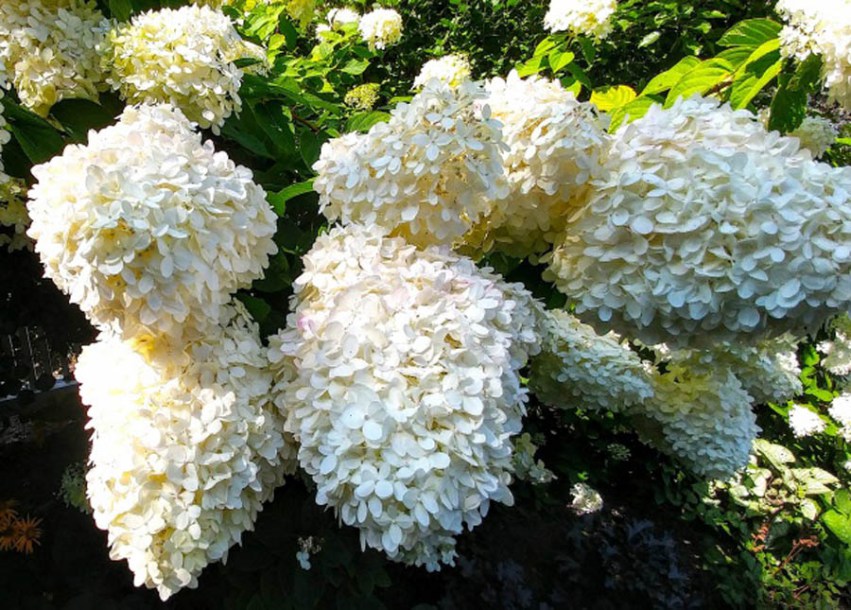 9254-hydrangea-paniculata-skyfall