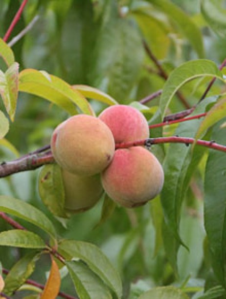 pecher-reine-des-vergers