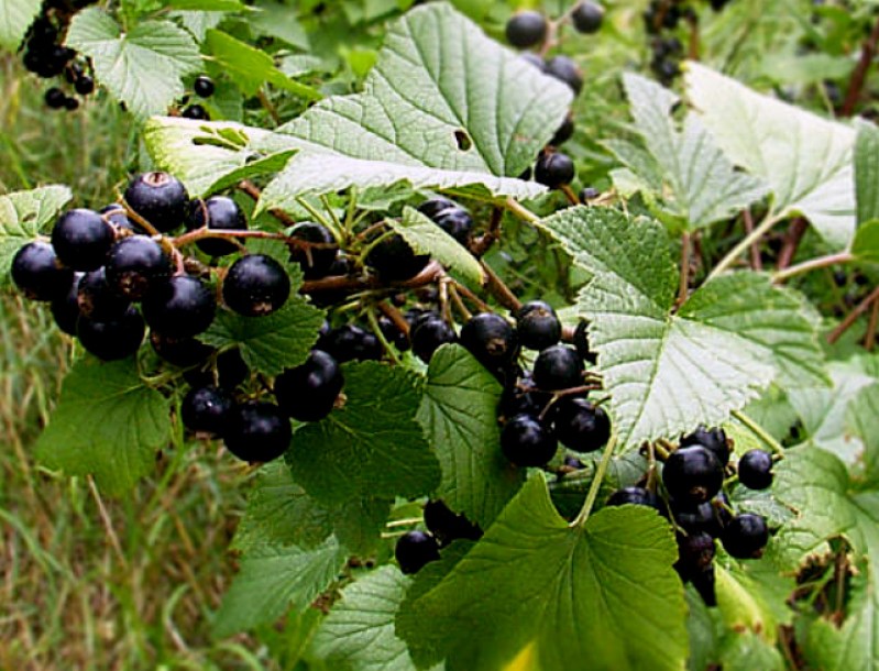 ribes-nigrum-titania2